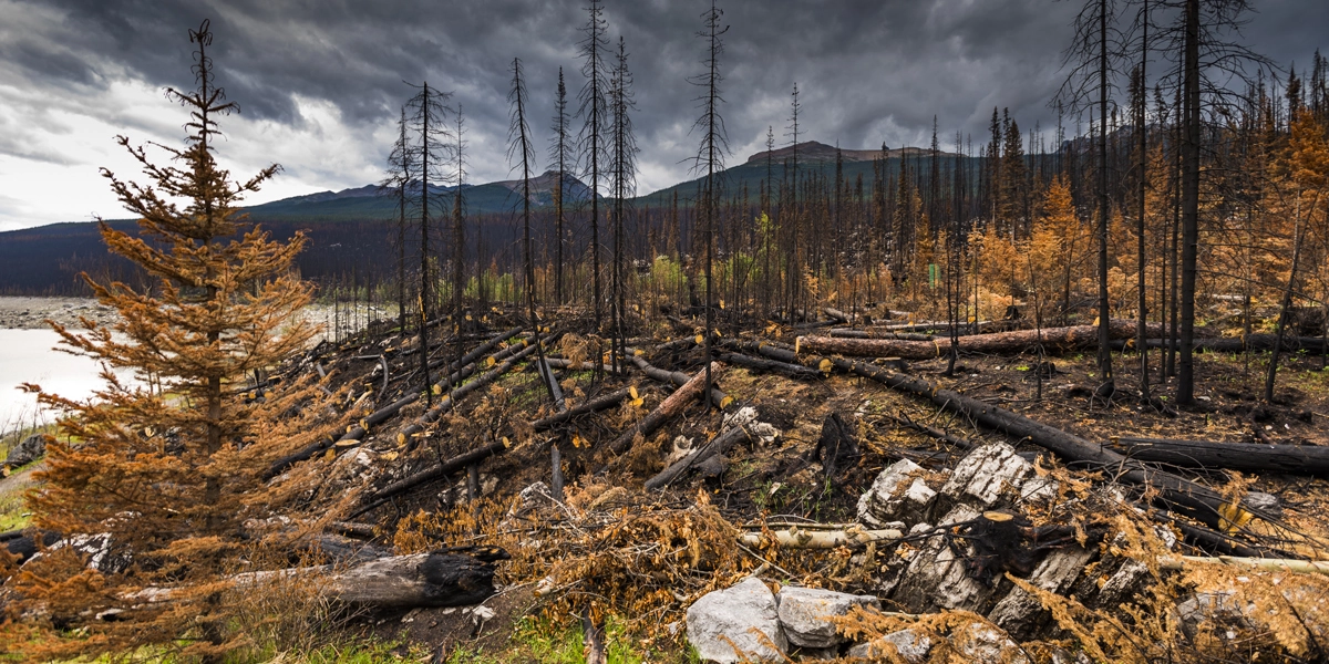Aftermath of a forest fire, Jasper National Park Alberta Canada